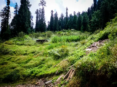 A grassy clearing under tall conifers with a low ruined stone wall in the middle, a dense stand of green plants beyond it, stacked stone slates and cut timber on the bank at the right and a bright sky above the trees.