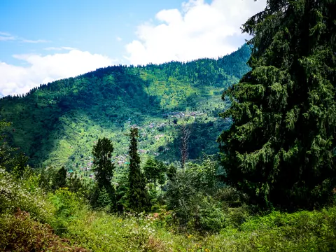 A wide view across a valley to a large village spread along a mid-slope bench, dense conifer forest on the ridge above and terraced fields below, a large spruce filling the right foreground and blue sky with white cloud.