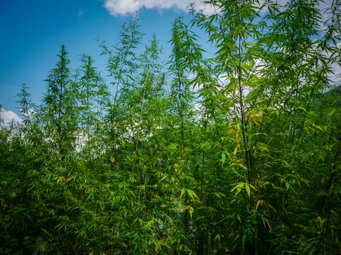 Tall cannabis plants photographed from below filling the frame against a blue sky, thin stems and long narrow leaflets, some of the lower leaves yellowing.