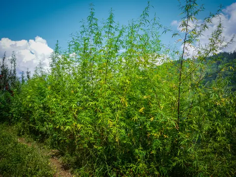 A thick stand of tall cannabis plants seen from the side, a dirt path running along the lower left, white cloud behind at the left and a green forested ridge at the right.