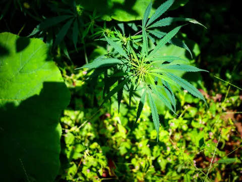 A cannabis top seen from above in patchy sunlight, its leaflets spreading around a green growing point, a large rounded leaf of another plant at the left and low ground cover with small pink flowers below.