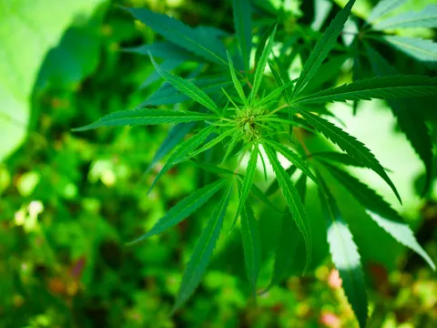 A close view down onto the tip of a cannabis plant, young leaves radiating around a pale green growing point, the background thrown out of focus.