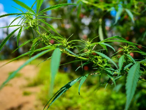 A cannabis branch running left to right across the frame with small green flower clusters at every node, a dirt path out of focus at the lower left and an apple tree carrying red fruit blurred behind.