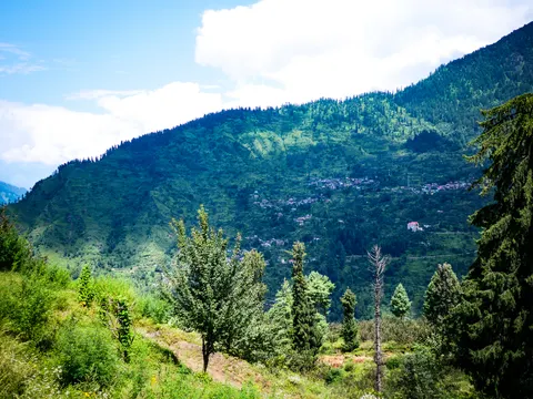 A wide sunlit view across a valley to a village spread along a mid-slope bench, conifer forest running up the ridge above it, terraced ground below, a red roofed building at the right of the village and a large deodar filling the right edge of the frame.