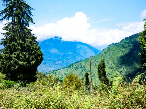 A view across a green valley to a dark blue mountain ridge under a bank of white cloud, a large conifer at the left and ferns and pink balsam filling the foreground.