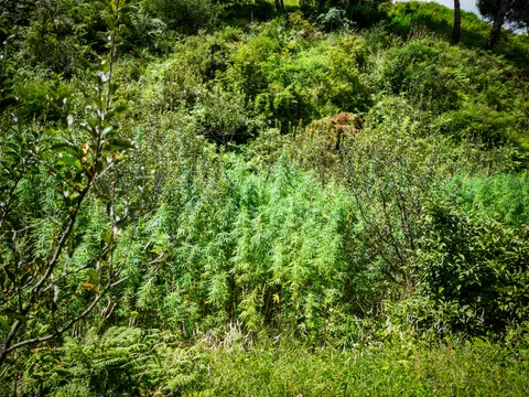 A dense patch of cannabis on a steep slope seen from across it, bracken and scrub crowding in on both sides, small trees at the left and right and rough grass in the foreground.