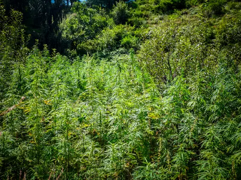 A dense stand of tall cannabis on a slope, dark conifer forest at the upper left, scrub and bracken crowding the edges and rough grass in the foreground.