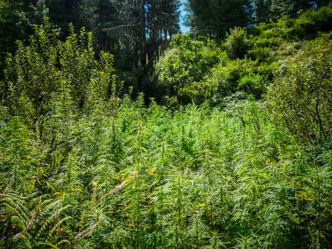 The cannabis stand on the slope with tall conifers and a bright gap in the trees behind, bracken and pink flower spikes in the left foreground.