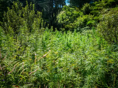 Tall cannabis filling the middle of the frame, bracken and small purple flowers at the lower left and conifers and scrub on the slope above.