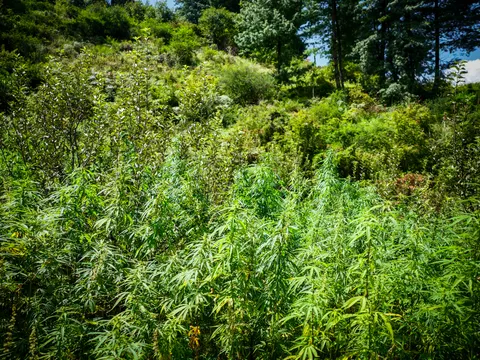 Cannabis plants across the lower half of the frame with scrub and small trees behind them, conifers at the upper right and blue sky with a little cloud.
