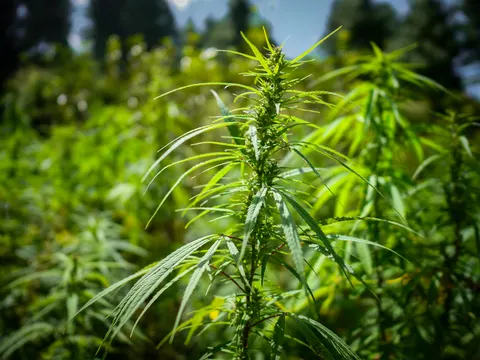 A cannabis top in bright backlight, narrow leaflets spreading from a stem thick with small green flower clusters, the rest of the stand thrown out of focus behind.