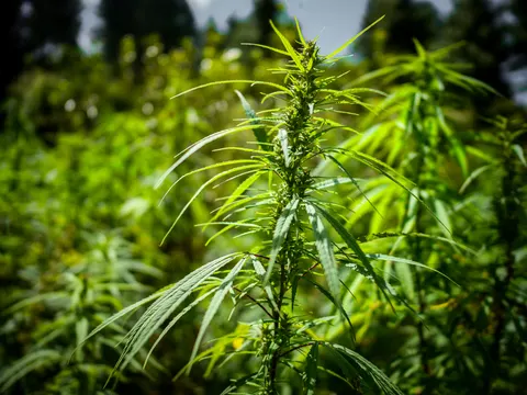 The same backlit cannabis top, flower clusters running up the stem between pairs of narrow leaves, blurred green plants behind.