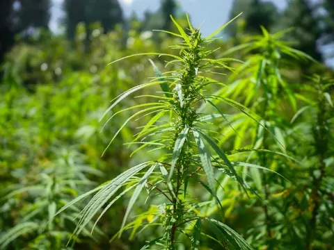 The backlit cannabis top from a fractionally different angle, the flowering stem and narrow leaflets sharp against a soft green background.