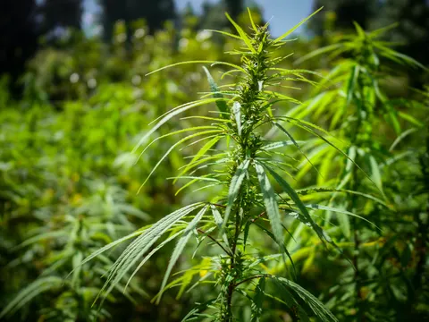 A cannabis top carrying tight green flower clusters, narrow leaflets radiating out, a neighbouring plant at the right and the stand blurred behind.