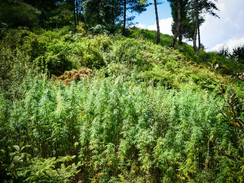 A slope covered in a dense stand of cannabis, bracken and scrub around the edges, tall pines along the crest and blue sky with white cloud at the right.