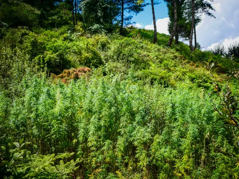 The same cannabis covered slope with bracken below and pines on the crest, a broadleaved branch entering at the right edge.