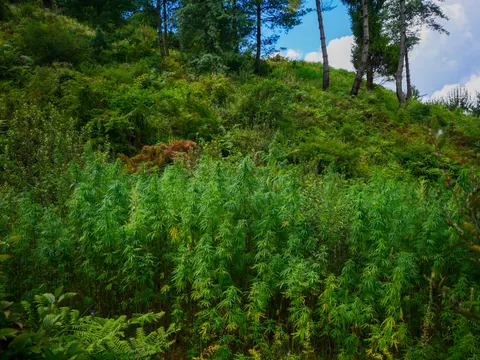 A slope thick with cannabis seen from below, bracken and scrub across the foreground, low shrubs at the edges and tall pines against blue sky along the crest.