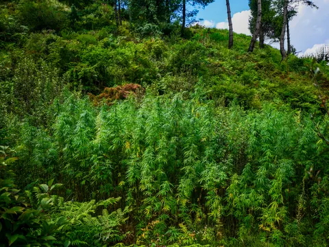 A steep slope covered in a dense even stand of cannabis, bracken and broadleaved scrub along the lower edge, rough ground and pines above and a patch of blue sky at the upper right.