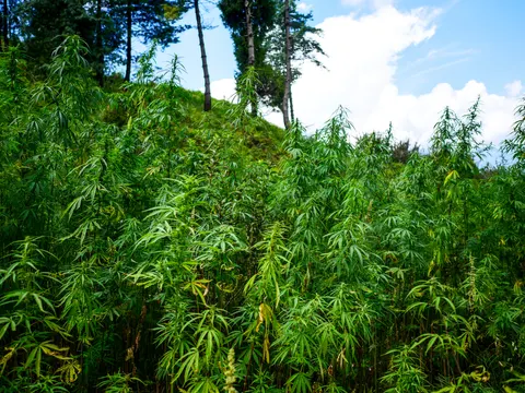 Tall cannabis plants filling the frame on a rising slope, a few showing yellowing leaves, pines on the skyline at the upper left and a large white cloud in a blue sky at the right.
