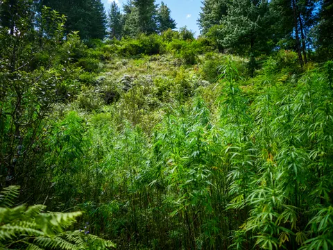Cannabis plants crowding the right and centre of the frame, ferns at the lower left, rough scrubby ground rising behind and conifers along the top.