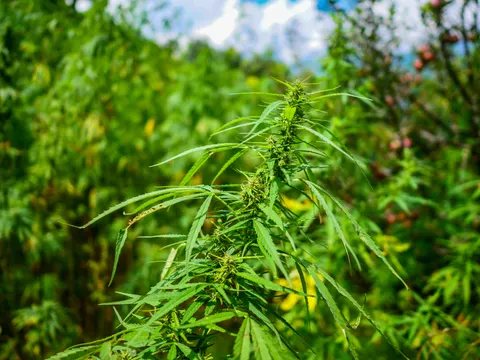 A cannabis top carrying dense green flower clusters up the stem, narrow leaflets spreading out and an apple tree hung with red fruit thrown out of focus at the right.