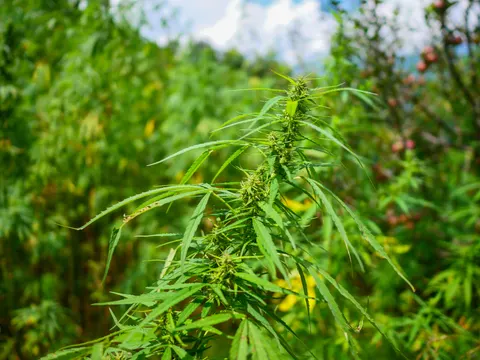 The same flowering cannabis top from a slightly different angle, green flower clusters set along the stem and red apples blurred on the tree behind.