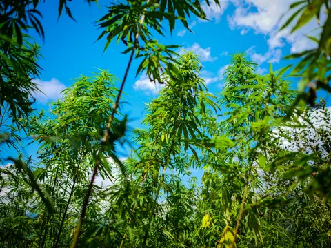 Cannabis plants seen from below against a deep blue sky with white cloud, thin stems and spreading leaves filling the top of the frame.