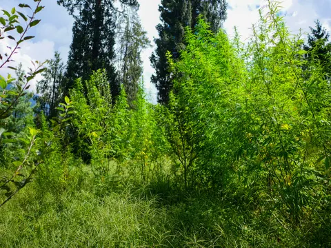 Cannabis plants growing in a row along the edge of a grassy clearing, a small broadleaved tree among them, tall spruce behind and rough grass filling the foreground.