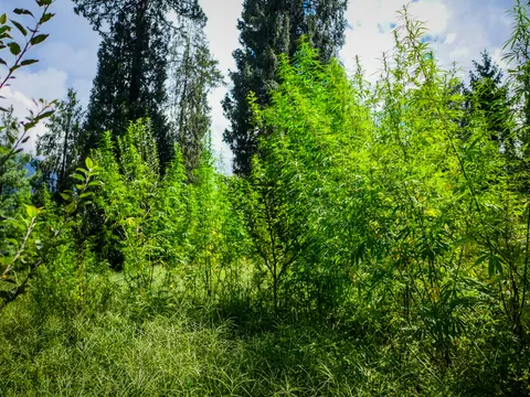 Cannabis plants of different heights standing in a grassy clearing, tall spruce behind them, a broadleaved sapling in the middle and rough grass across the foreground.