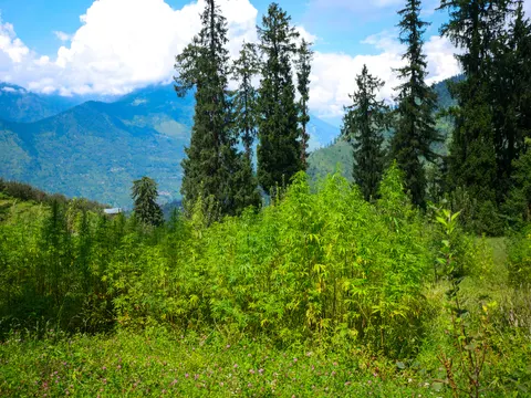 A block of cannabis plants in a grassy clearing, tall spruce standing behind them, a wide blue valley and forested ridges under white cloud beyond and pink clover flowers through the grass in the foreground.