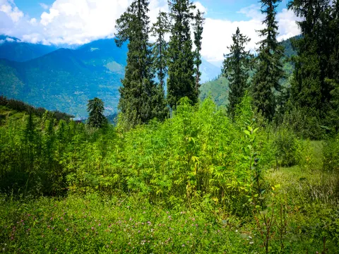 Cannabis growing in a grassy clearing with spruce behind, a deep valley and forested ridges under cloud in the distance, settlement visible on the far slope and clover in the foreground.