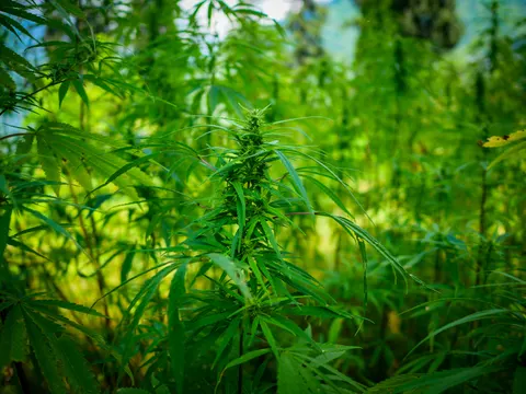 A cannabis top with tight green flower clusters up the stem, lit from behind, other plants and stems out of focus all round it.