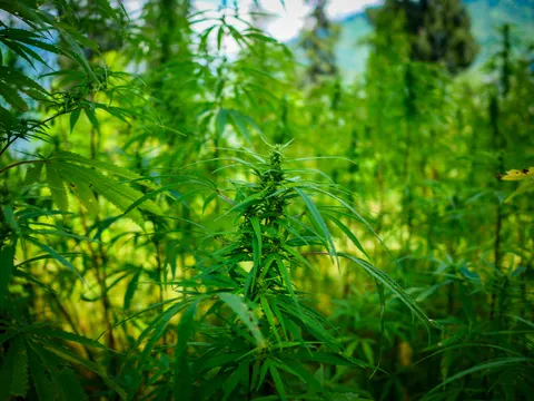 The same flowering cannabis top, its leaves spreading against a soft green background with a hint of blue ridge and sky at the upper right.