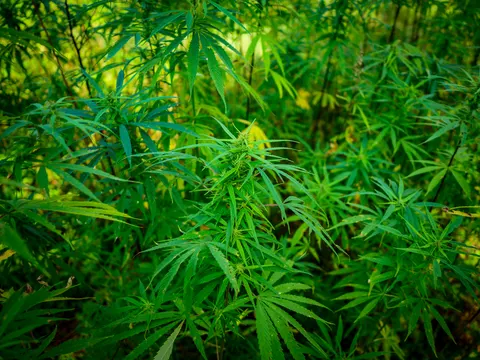 A cannabis top seen from above with green flower clusters at its centre, broad leaves radiating out and dense green plants filling the frame behind.