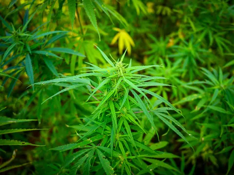A cannabis top seen from above carrying green flower clusters, leaves spreading around it and a single bright yellow leaf standing out in the green behind.