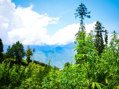 Cannabis plants filling the right and lower frame, a tall solitary conifer above them, a grassy slope with pines at the left and blue ridges under a big white cloud in the distance.