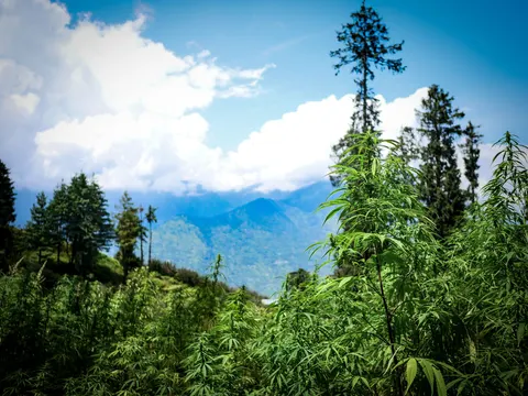 Tall cannabis plants among conifers with bright mountains beyond.