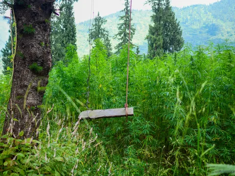 A weathered wooden plank hanging from two ropes tied to a large tree at the left, the seat surrounded by a dense field of cannabis, spruce trees behind, a hazy green mountainside beyond and grasses and pale flower spikes in the foreground.