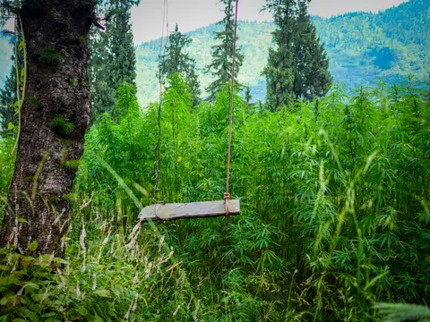 The plank swing hanging in front of a dense cannabis field, the trunk of a large tree at the left, spruces standing among the plants and a pale green ridge in the haze behind.