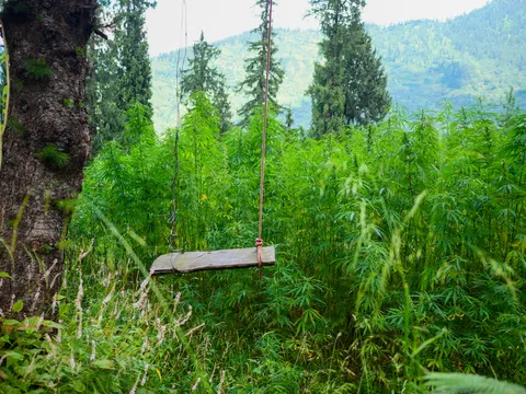 The wooden plank swing on its ropes with cannabis growing thickly all around it, spruce trees behind, a hazy ridge beyond and grass heads across the foreground.