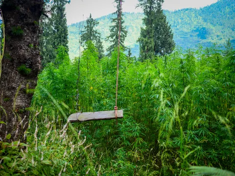 The plank swing seen from slightly closer, dense cannabis pressing in on every side, the tree trunk at the left edge, conifers behind and a green mountainside in the haze.