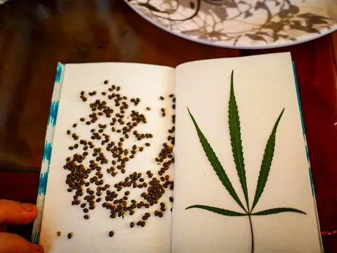 An open notebook on a dark wooden table, several hundred mottled brown cannabis seeds loose across the left page and a pressed cannabis leaf laid flat on the right, a fingertip holding the book at the lower left and a patterned white dish behind.