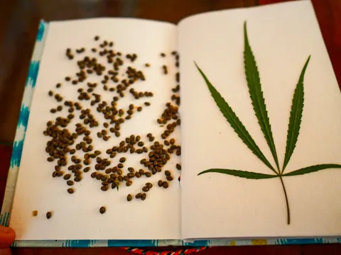 An open notebook filling the frame, hundreds of mottled brown cannabis seeds scattered across the left page and a pressed cannabis leaf of seven narrow serrated leaflets laid flat on the right, a blue and white patterned binding along the edge.