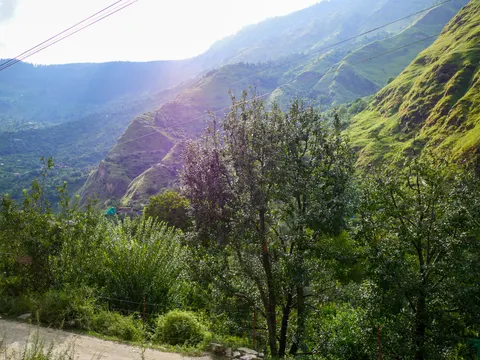 Apple trees carrying small pale fruit filling the right of the frame, power cables crossing overhead, a green valley and hazy ridges behind in low backlight and a pale road at the lower left.