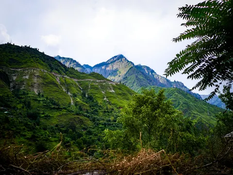 A green mountainside scarred by landslides, a rocky ridge under white cloud in the middle distance, a broadleaved tree at the upper right and dry cut brush filling the foreground.