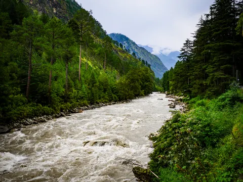 A wide fast river the colour of milky grey running over boulders between banks of tall pines and deodars, a forested ridge ahead with cloud lying across it.