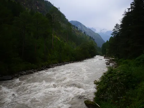 A wide milky river running fast over boulders, tall pines on the left bank and deodars on the right, a green ridge in the middle distance and cloud filling the gap beyond.