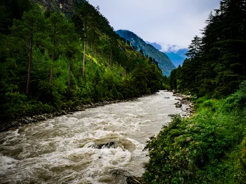A milky grey river breaking over rocks, pines along the left bank, deodars and flowering scrub on the right and a blue ridge under cloud ahead.
