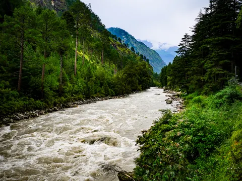 The river running heavy and grey over a rocky bed, tall pines on the left, deodars and scrub on the right and a wooded ridge under cloud in the distance.