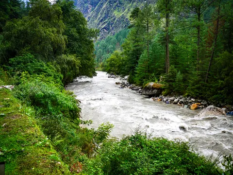 A river bend seen from above, water breaking white round large pale boulders on the right bank, dense pines and broadleaf trees on both sides and a rock face rising behind.